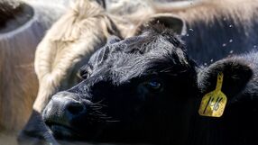 Krowy zakażone ptasią grypą w USA