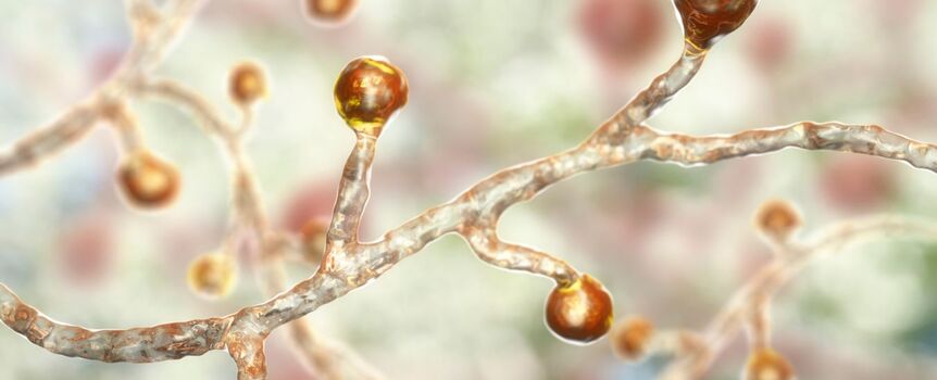 Blastomyces dermatitidis