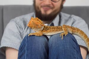 Mężczyzna z agamą na kolanach