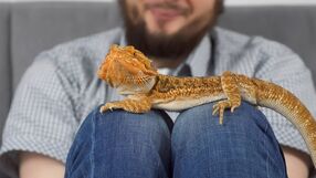 Mężczyzna z agamą na kolanach