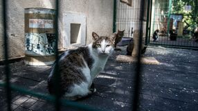 Koty w schronisku dla zwierząt