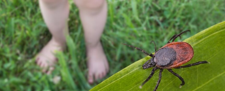 Uwaga na kleszcze! Zapewnij swoim dzieciom bezpieczeństwo