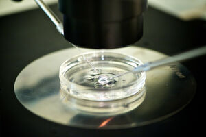 Metoda in vitro