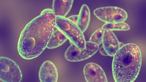 pasożyt Toxoplasma gondii