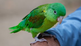 Papuga
