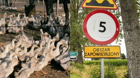 Kacza ferma i strefa zapowietrzona