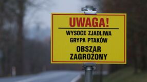 Alert ptasia grypa na Śląsku