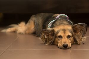 Dlaczego pies kładzie się na brzuchu?