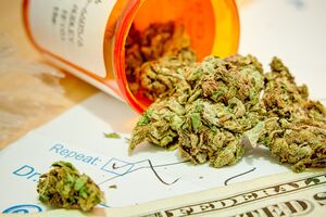 Firma Canopy Growth Polska wycofuje jedną z odmian konopi medycznych