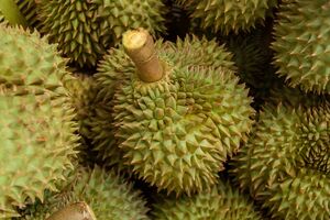 durian