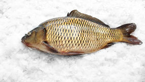 Świeży karp na lodzie