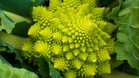 kalafior romanesco właściwości zdrowotne
