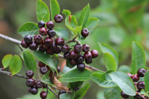 Aronia
