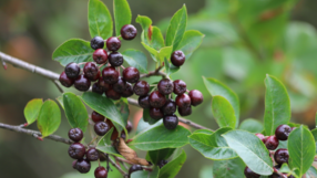 Aronia