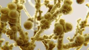 Candida auris