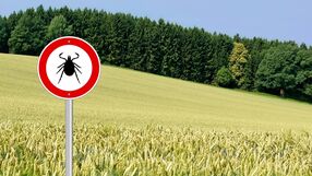 Kleszcze mogą przenosić choroby zakaźne po ukąszeniu człowieka i wstrzyknieciu śliny z chorobotwórczymi drobnoustrojami