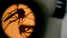 Naukowcy ostrzegają przed wirusem Zika