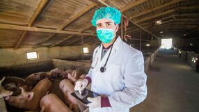Świńska grypa i wirus H1N1