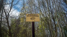 Eksperci ostrzegają przed kleszczami. Coraz więcej zachorowań na KZM