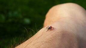 Te objawy mogą świadczyć o kleszczowym zapaleniu mózgu (KZM)