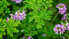 Anginka (geranium): na co pomaga?