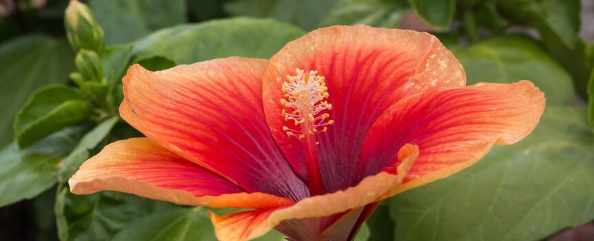 Hibiskus i napar z hibiskusa: wskazania, przeciwwskazania